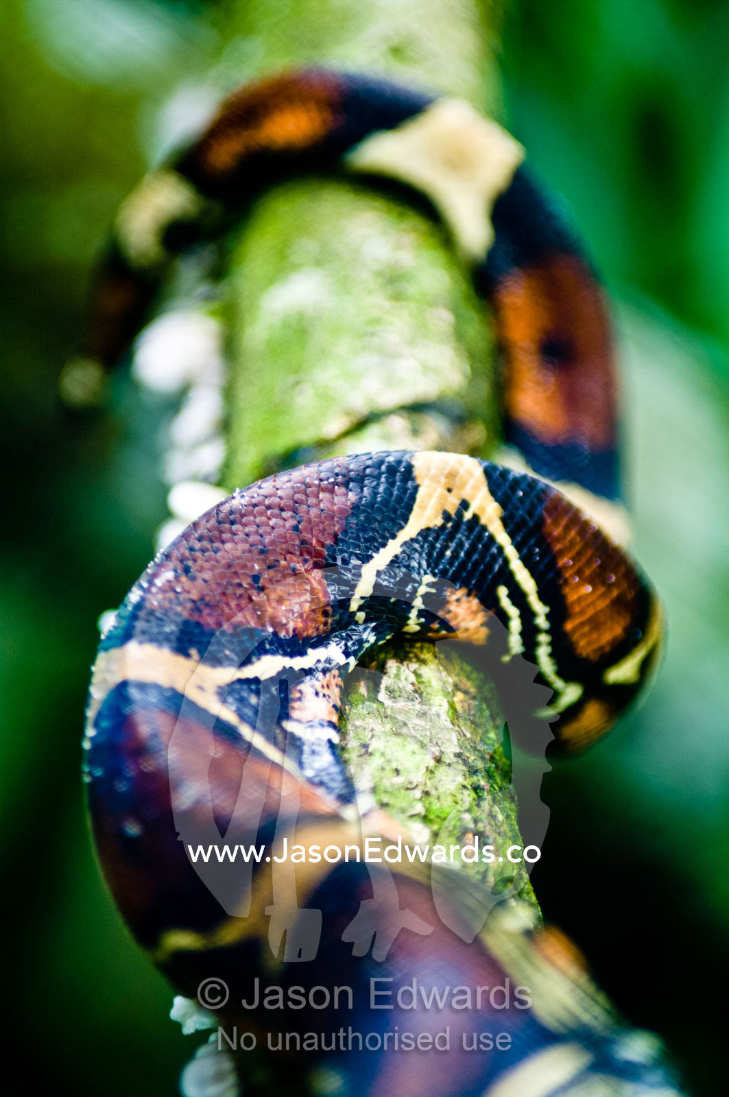 The coiled scale patterns of a Red-tailed Boa Constrictor wrapped around a rainforest vine. Parque de Quistococha, Quistococha Zoo, Iquitos, Amazon Basin, Loreto Region, Maynas Province, Peru.