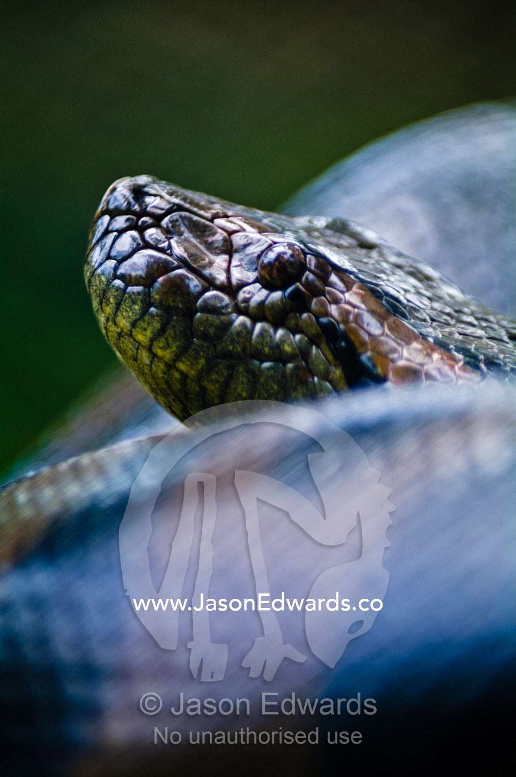 The scaled head of a Green Anaconda peers from its large muscular coils. Parque de Quistococha, Quistococha Zoo, Iquitos, Amazon Basin, Loreto Region, Maynas Province, Peru.