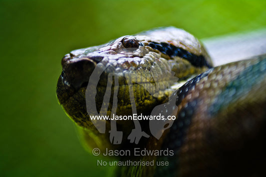 The scaled head of a Green Anaconda peers from its large muscular coils. Parque de Quistococha, Quistococha Zoo, Iquitos, Amazon Basin, Loreto Region, Maynas Province, Peru.