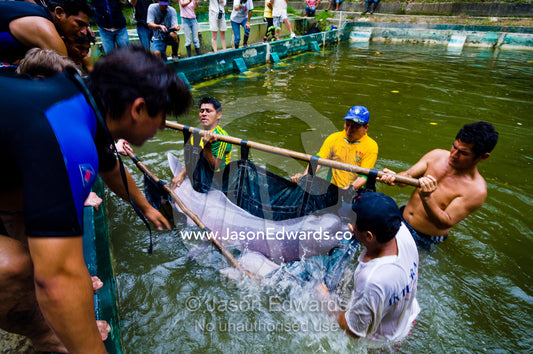 Park rangers and marine mammal experts lower an Amazon River Dolphin into a new unpolluted pool. Parque de Quistococha, Quistococha Zoo, Iquitos, Amazon Basin, Loreto Region, Maynas Province, Peru.