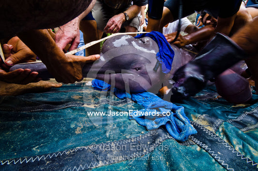 Park rangers and marine mammal experts collect scientific measurements of an Amazon River Dolphin. Parque de Quistococha, Quistococha Zoo, Iquitos, Amazon Basin, Loreto Region, Maynas Province, Peru.