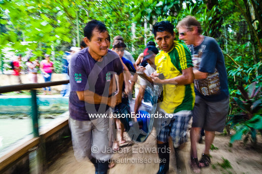 Park rangers and marine mammal experts carry an Amazon River Dolphin to a new unpolluted pool. Parque de Quistococha, Quistococha Zoo, Iquitos, Amazon Basin, Loreto Region, Maynas Province, Peru.