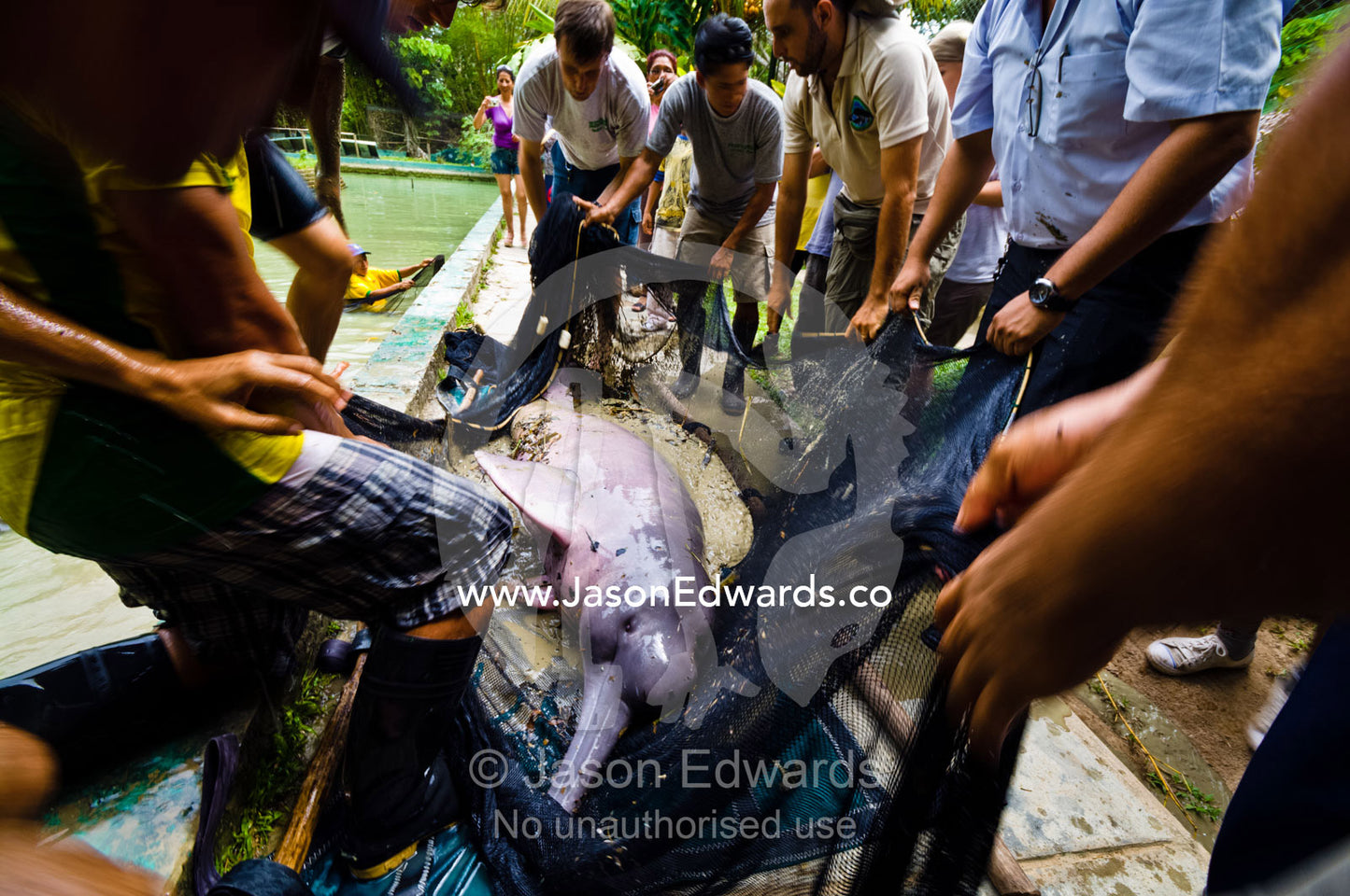 Park rangers and marine mammal experts move an Amazon River Dolphin to a new unpolluted pool. Parque de Quistococha, Quistococha Zoo, Iquitos, Amazon Basin, Loreto Region, Maynas Province, Peru.