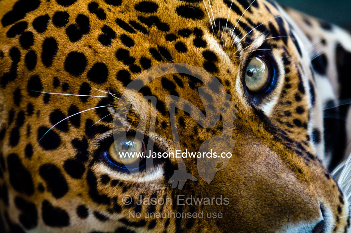 An intense stare from a Jaguar the Amazon Basin's top predator. Parque de Quistococha, Quistococha Zoo, Iquitos, Amazon Basin, Loreto Region, Maynas Province, Peru.