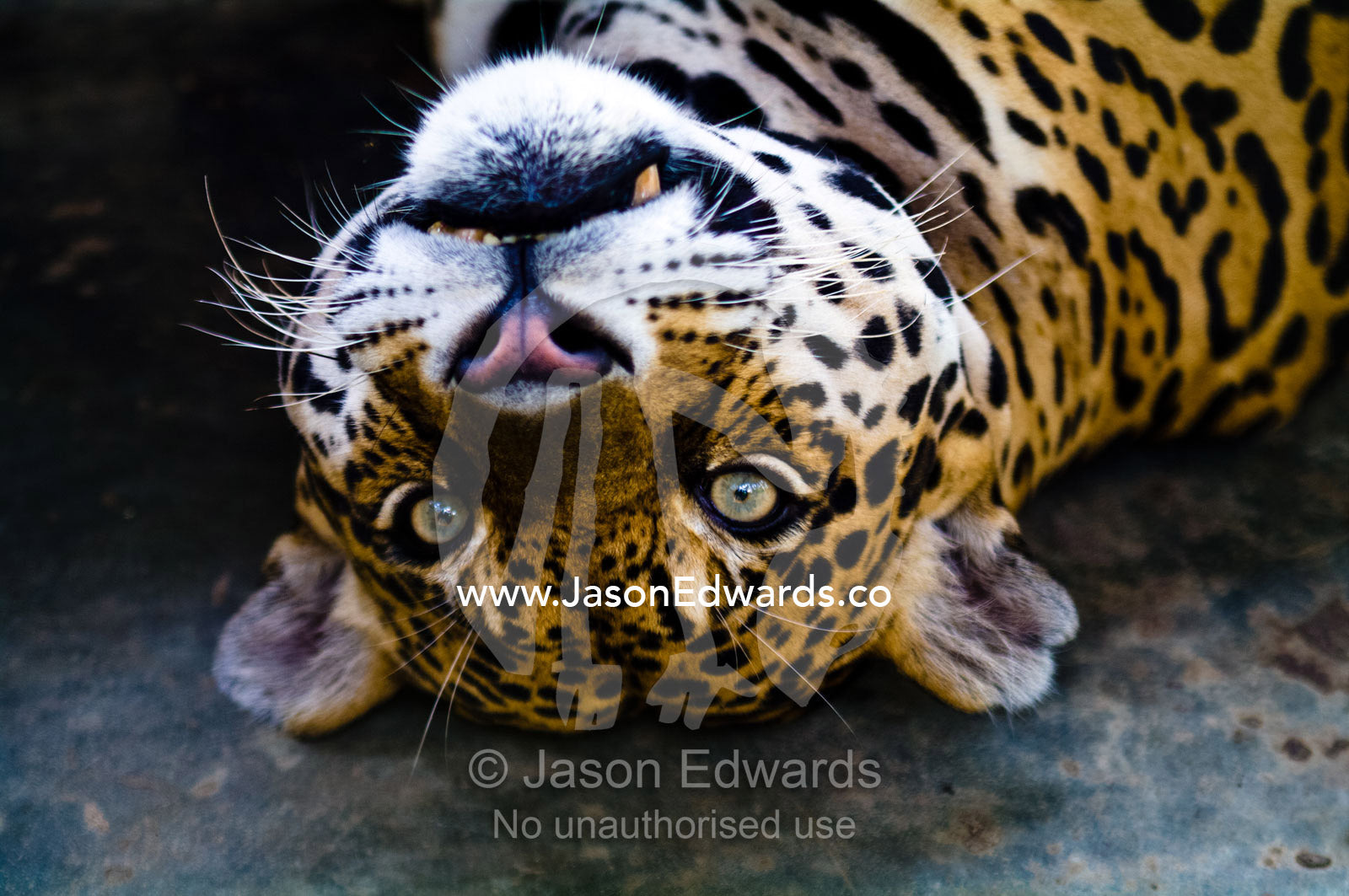 A Jaguar lying on his back in a concrete zoo cage in the Amazon Basin. Parque de Quistococha, Quistococha Zoo, Iquitos, Amazon Basin, Loreto Region, Maynas Province, Peru.