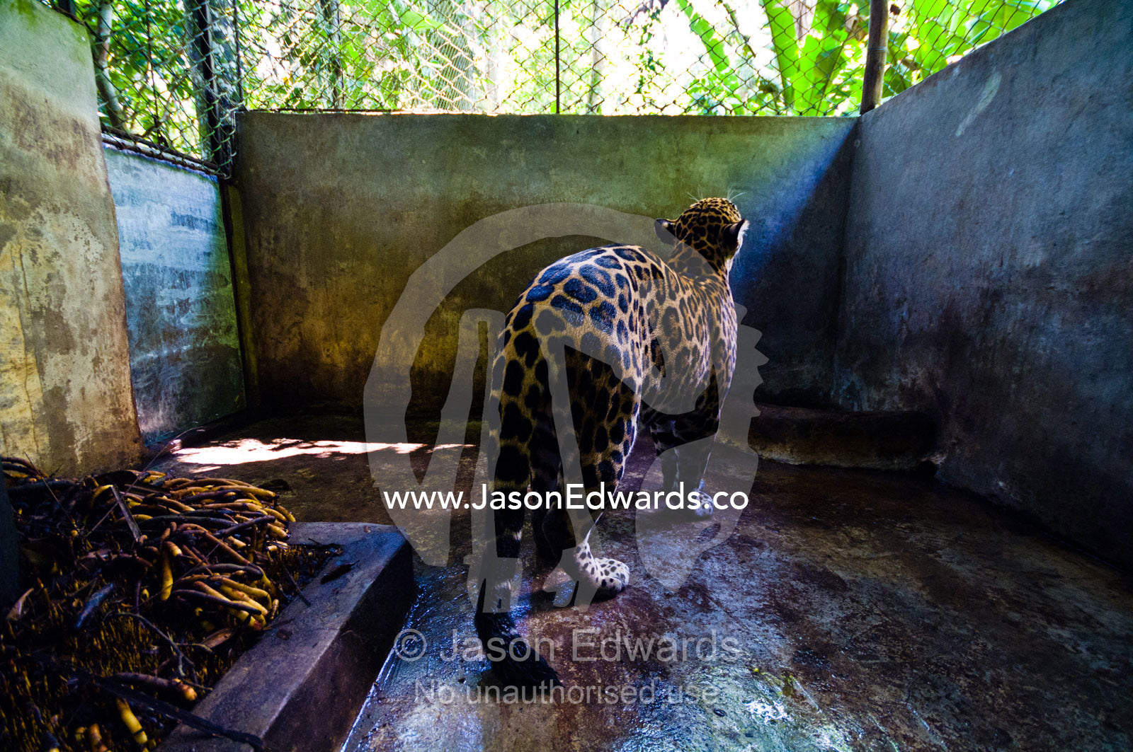 A confiscated Jaguar experiences the sounds and smells of the nearby jungle for the first time. Parque de Quistococha, Quistococha Zoo, Iquitos, Amazon Basin, Loreto Region, Maynas Province, Peru.