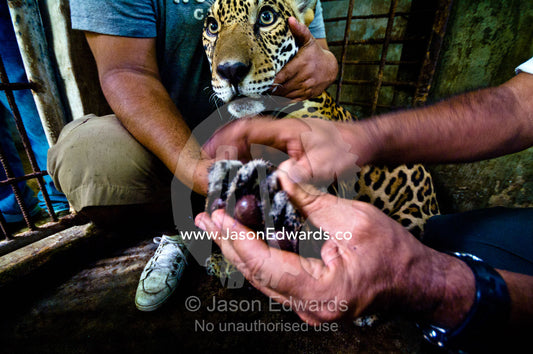 Conservation officers examine a Jaguars paws for infection after poachers tore out dew claws. Parque de Quistococha, Quistococha Zoo, Iquitos, Amazon Basin, Loreto Region, Maynas Province, Peru.