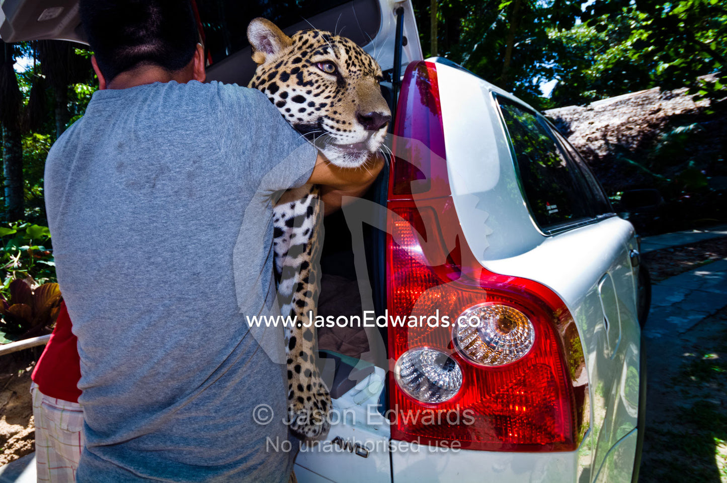 A government conservation officer lifts a male jaguar from an SUV after confiscation from a home. Parque de Quistococha, Quistococha Zoo, Iquitos, Amazon Basin, Loreto Region, Maynas Province, Peru.