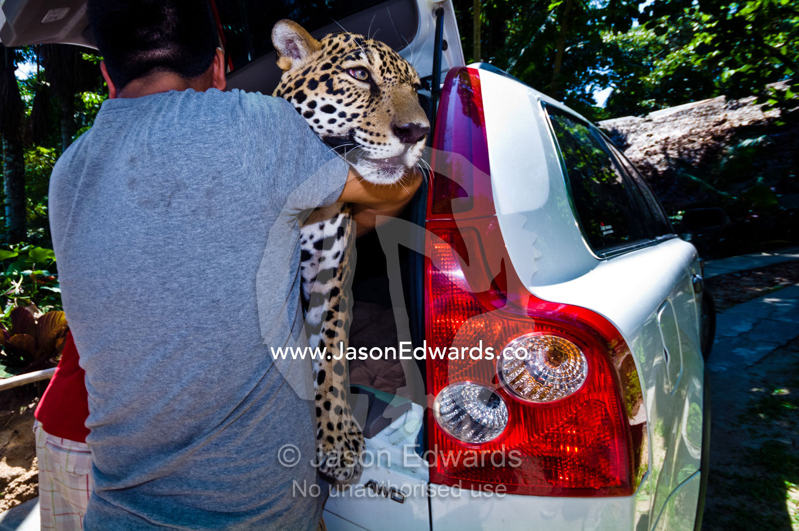 A government conservation officer lifts a male jaguar from an SUV after confiscation from a home. Parque de Quistococha, Quistococha Zoo, Iquitos, Amazon Basin, Loreto Region, Maynas Province, Peru.