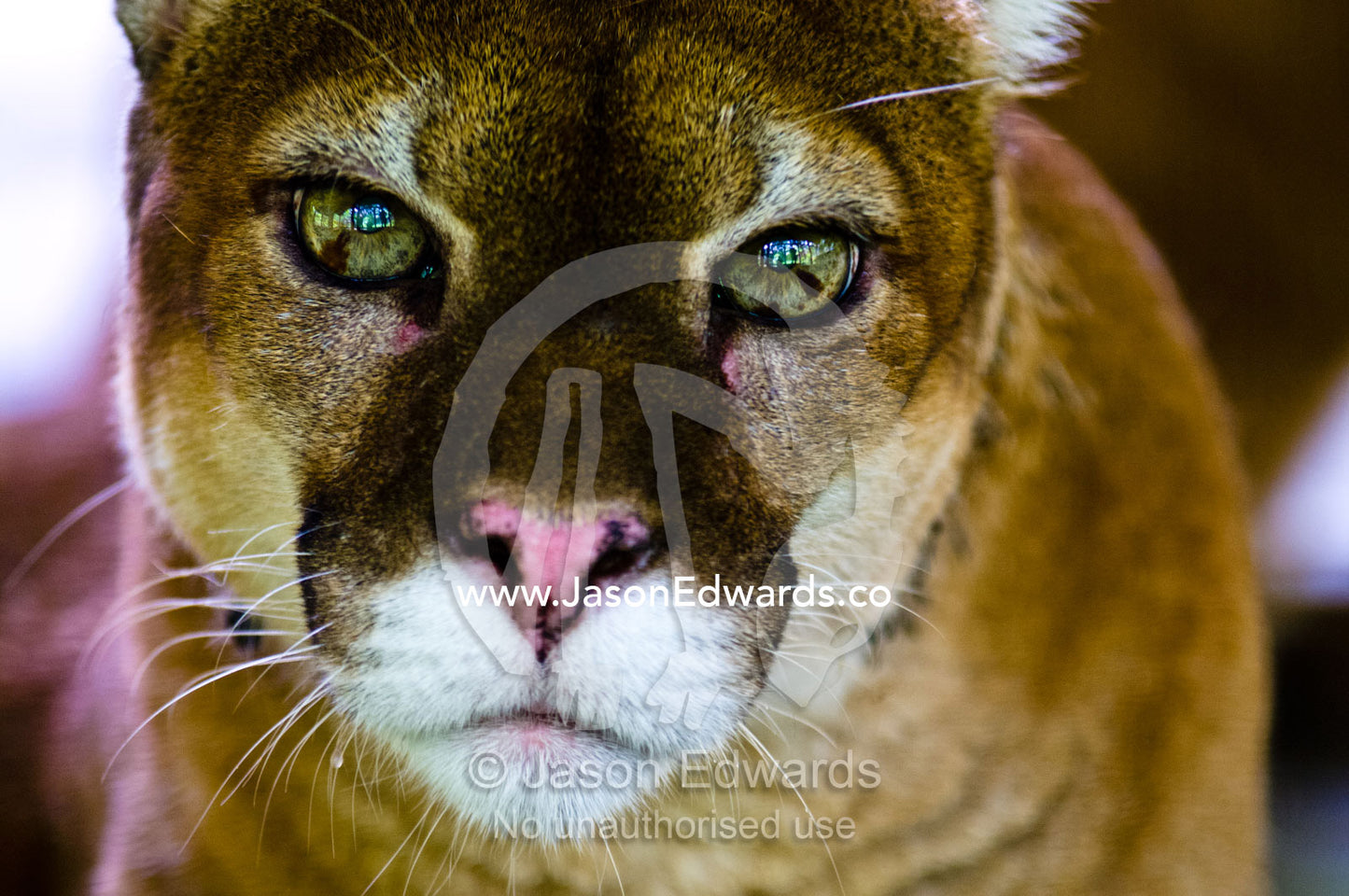 The focused and menacing stare of a mountain lion with lime green eyes. Parque de Quistococha, Quistococha Zoo, Iquitos, Amazon Basin, Loreto Region, Maynas Province, Peru.