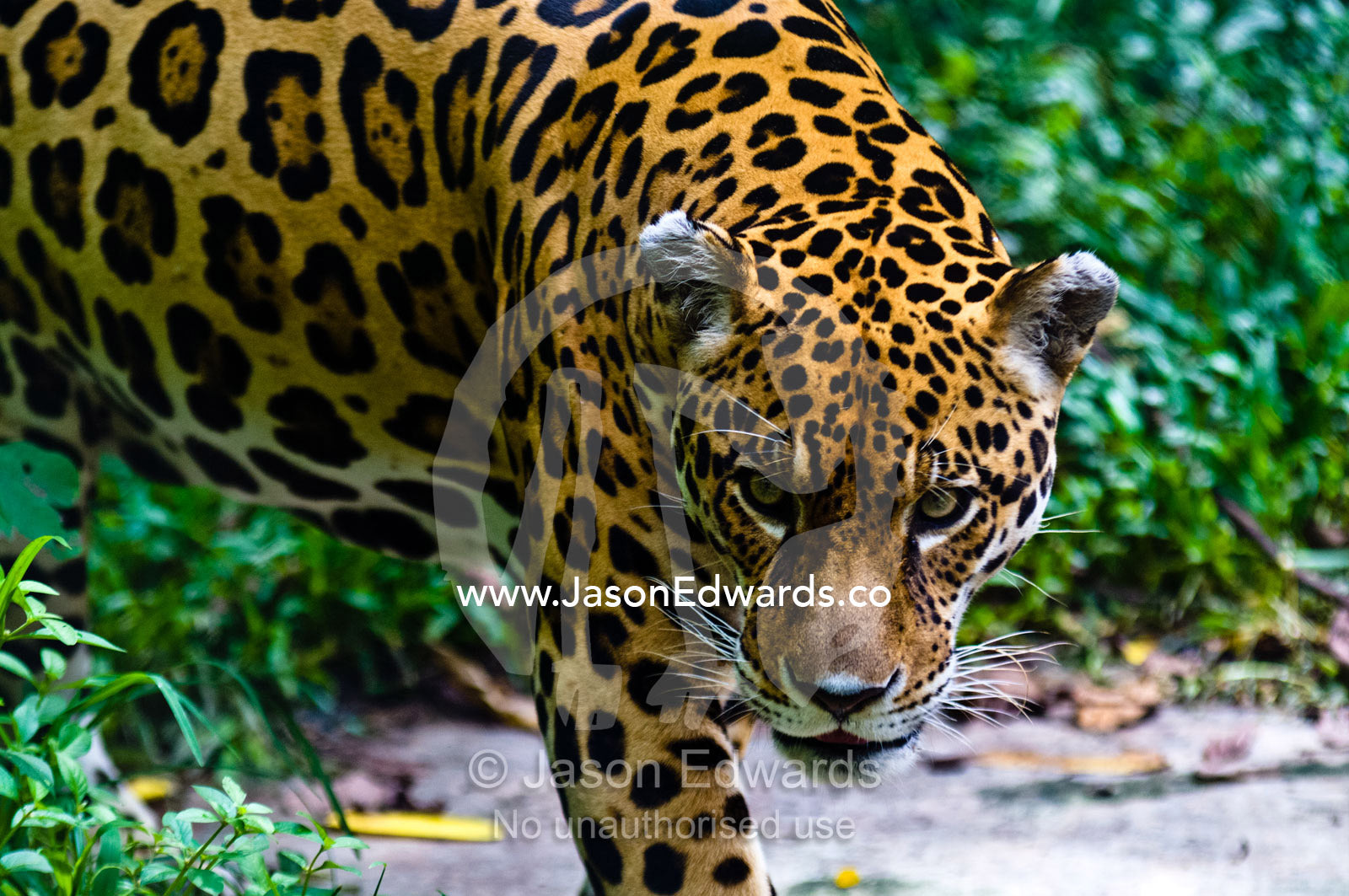 The predatory stare of a Jaguar with a beautiful fur coat of roseate markings. Parque de Quistococha, Quistococha Zoo, Iquitos, Amazon Basin, Loreto Region, Maynas Province, Peru.