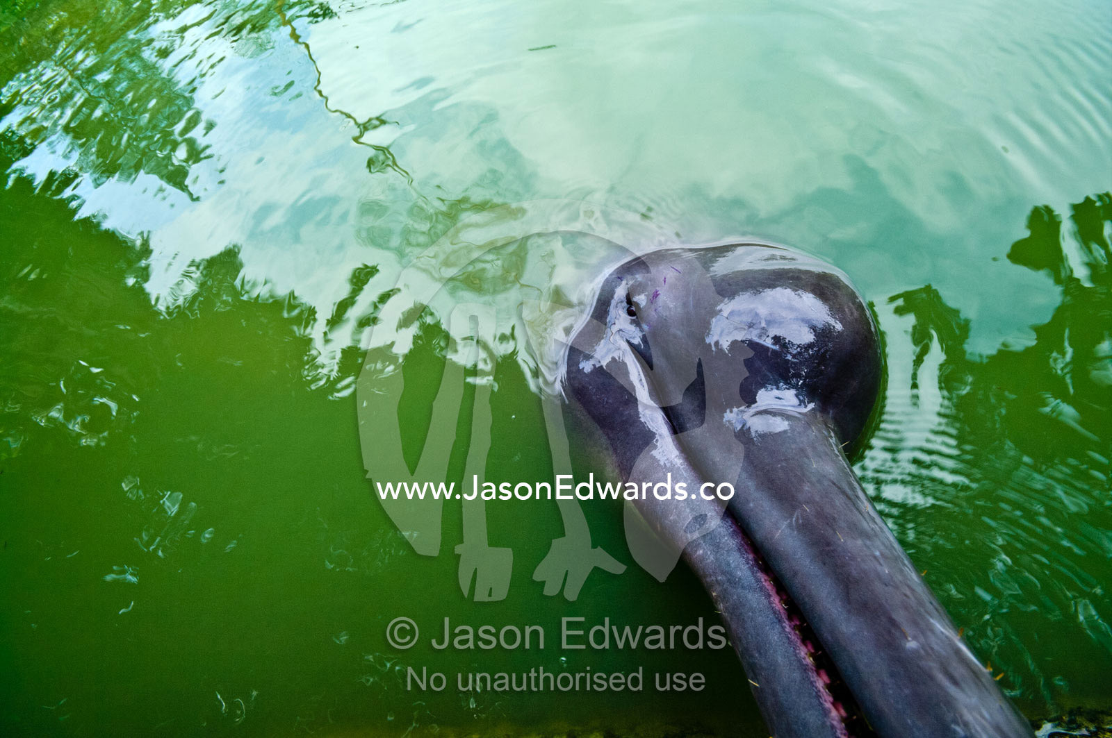 An Amazon River Dolphin nuzzles a camera lens with its long beak. Parque de Quistococha, Quistococha Zoo, Iquitos, Amazon Basin, Loreto Region, Maynas Province, Peru.