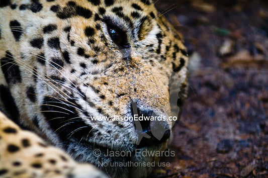 A Jaguar dozing during the midday heat in the Amazon Basin. Parque de Quistococha, Quistococha Zoo, Iquitos, Amazon Basin, Loreto Region, Maynas Province, Peru.
