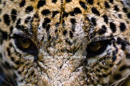 The menacing stare of a Jaguar, the top predator of the Amazon rainforest. Parque de Quistococha, Quistococha Zoo, Iquitos, Amazon Basin, Loreto Region, Maynas Province, Peru.