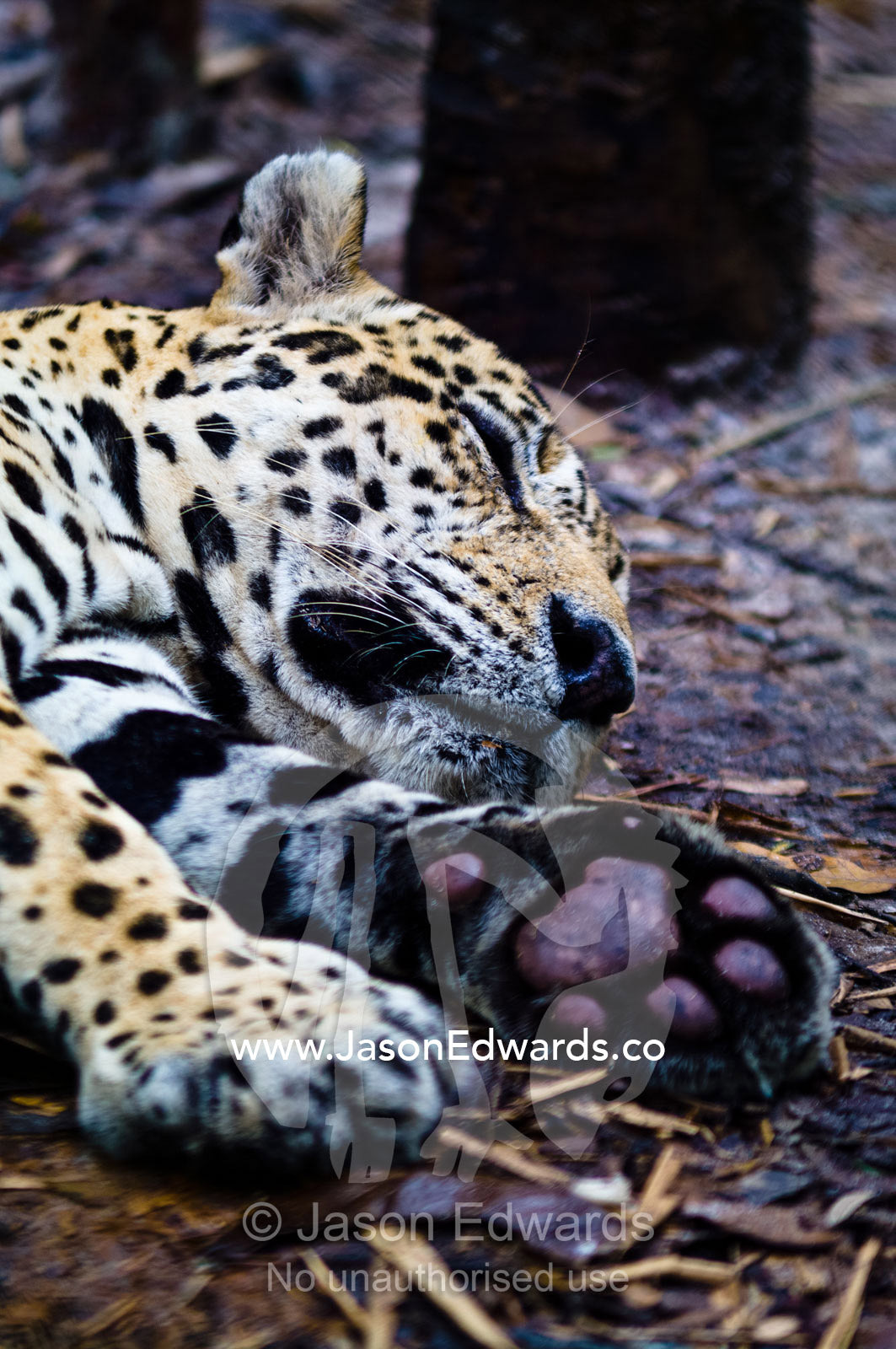 A Jaguar lying asleep on the ground during the midday heat of the Amazon Basin. Parque de Quistococha, Quistococha Zoo, Iquitos, Amazon Basin, Loreto Region, Maynas Province, Peru.