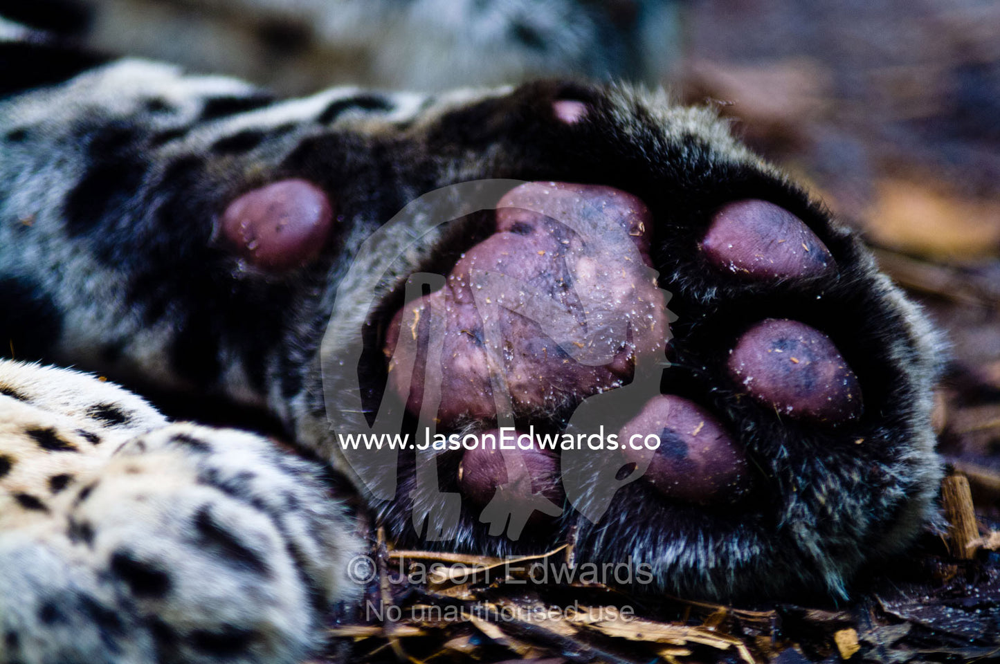The toe and paw pads of a Jaguar lying asleep on the ground. Parque de Quistococha, Quistococha Zoo, Iquitos, Amazon Basin, Loreto Region, Maynas Province, Peru.