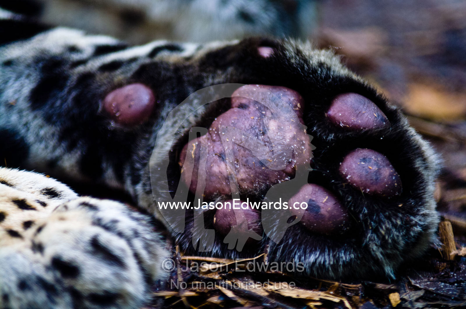 The toe and paw pads of a Jaguar lying asleep on the ground. Parque de Quistococha, Quistococha Zoo, Iquitos, Amazon Basin, Loreto Region, Maynas Province, Peru.