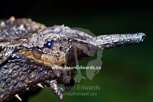 The head of a Mata Mata turtle with a long snout for breathing from below the water surface. Parque de Quistococha, Quistococha Zoo, Iquitos, Amazon Basin, Loreto Region, Maynas Province, Peru.