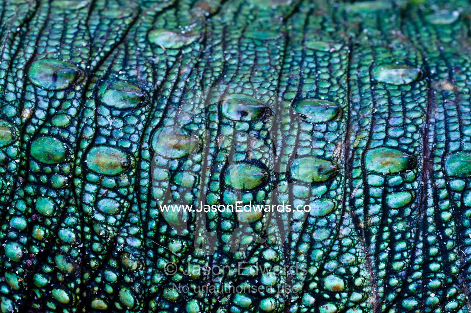 The prehistoric green scales on the flank of a northern caiman lizard. Parque de Quistococha, Quistococha Zoo, Iquitos, Amazon Basin, Loreto Region, Maynas Province, Peru.