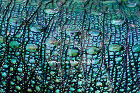 The prehistoric green scales on the flank of a northern caiman lizard. Parque de Quistococha, Quistococha Zoo, Iquitos, Amazon Basin, Loreto Region, Maynas Province, Peru.
