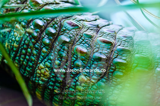 Prehistoric green scales on the flank of a Northern Caiman Lizard hunting in reeds by a river. Parque de Quistococha, Quistococha Zoo, Iquitos, Amazon Basin, Loreto Region, Maynas Province, Peru.