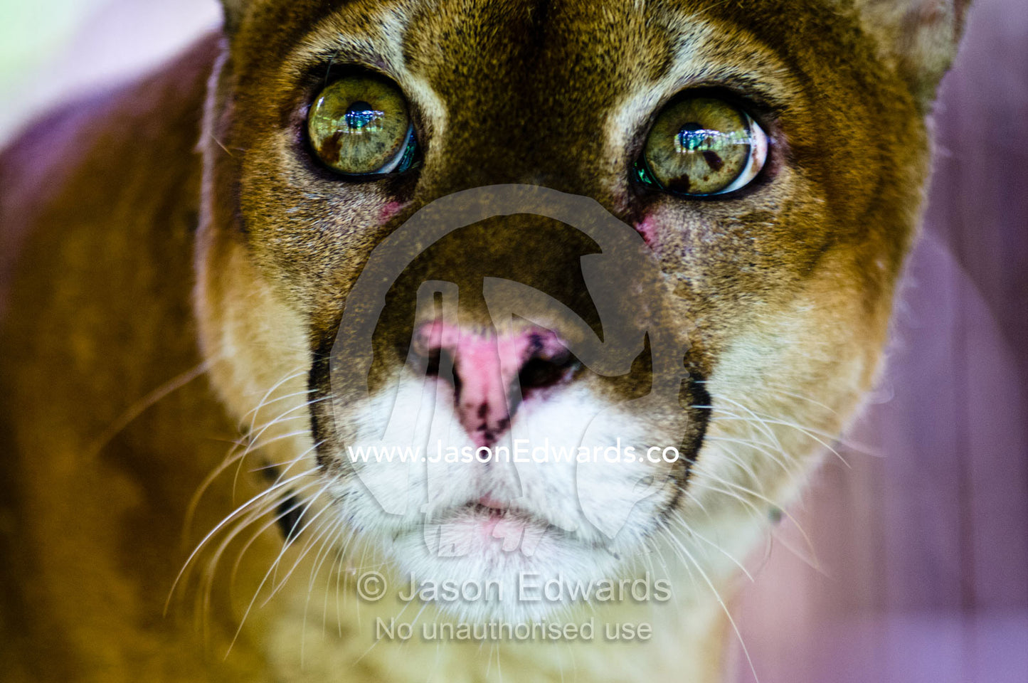 The wide-eyed inquisitive yet serene stare of a Mountain Lion with lime green eyes. Parque de Quistococha, Quistococha Zoo, Iquitos, Amazon Basin, Loreto Region, Maynas Province, Peru.
