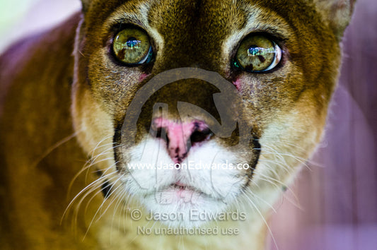 The wide-eyed inquisitive yet serene stare of a Mountain Lion with lime green eyes. Parque de Quistococha, Quistococha Zoo, Iquitos, Amazon Basin, Loreto Region, Maynas Province, Peru.