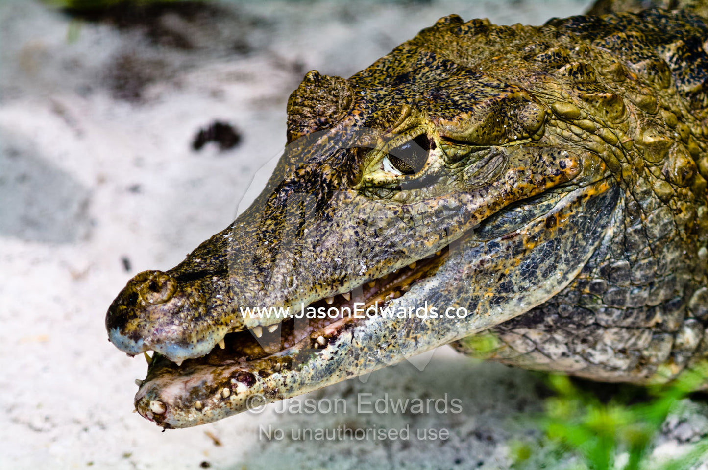 A Spectacled Caiman sun basking with its jaws open on a sandy river bank. Parque de Quistococha, Quistococha Zoo, Iquitos, Amazon Basin, Loreto Region, Maynas Province, Peru.