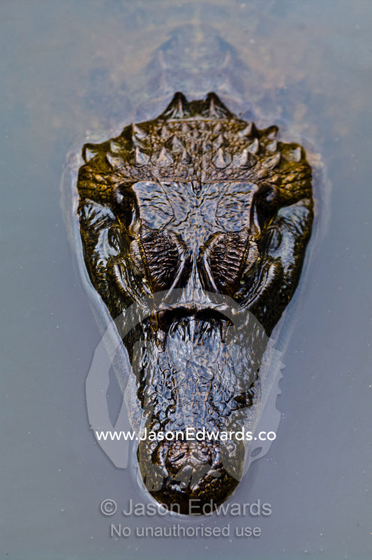 The prehistoric scaled head of a Spectacled Caiman floating on the surface of a wetland pool. Parque de Quistococha, Quistococha Zoo, Iquitos, Amazon Basin, Loreto Region, Maynas Province, Peru.