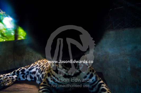A hand-raised Jaguar sniffing a camera lens after being confiscated from a private home. Parque de Quistococha, Quistococha Zoo, Iquitos, Amazon Basin, Loreto Region, Maynas Province, Peru.