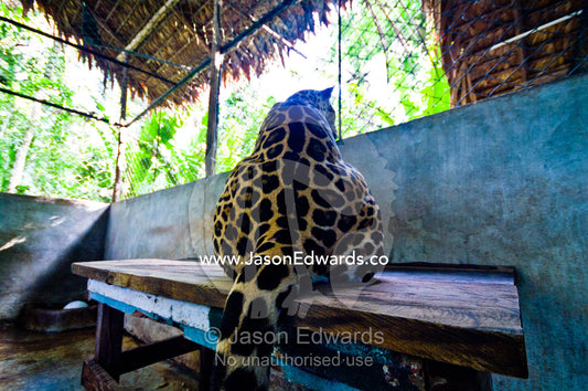 A confiscated Jaguar experiences the sounds and smells of the nearby jungle for the first time. Parque de Quistococha, Quistococha Zoo, Iquitos, Amazon Basin, Loreto Region, Maynas Province, Peru.