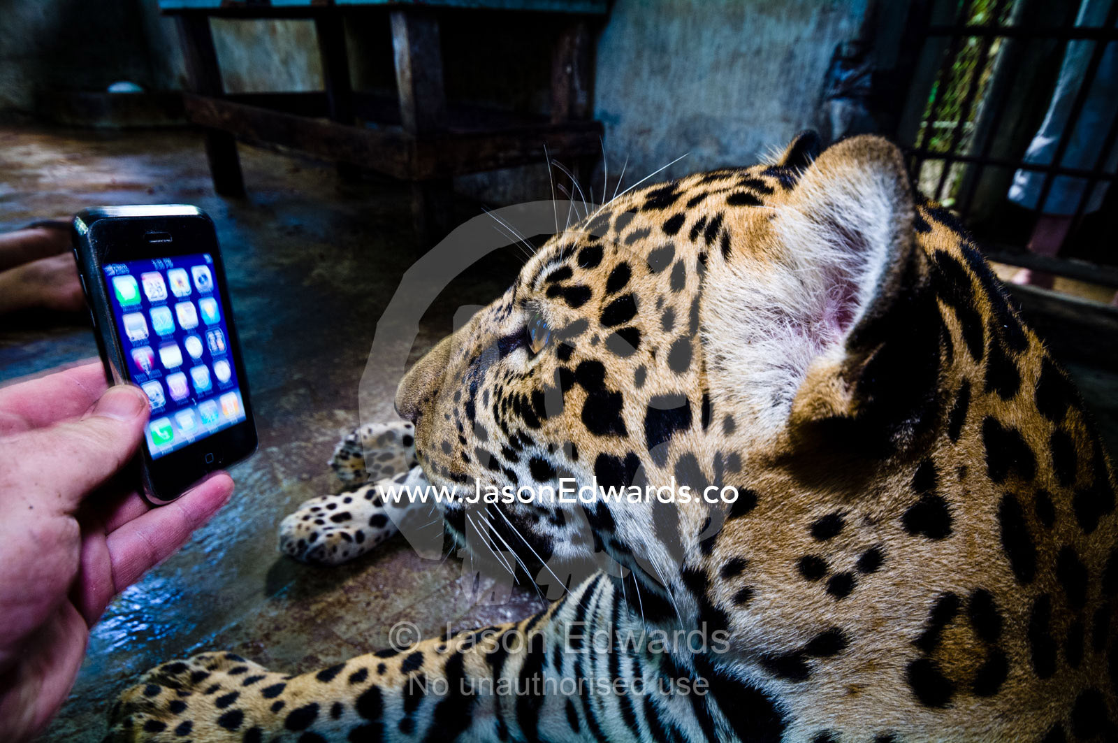 A hand-raised Jaguar watches a smart phone after being confiscated from a private home. Parque de Quistococha, Quistococha Zoo, Iquitos, Amazon Basin, Loreto Region, Maynas Province, Peru.