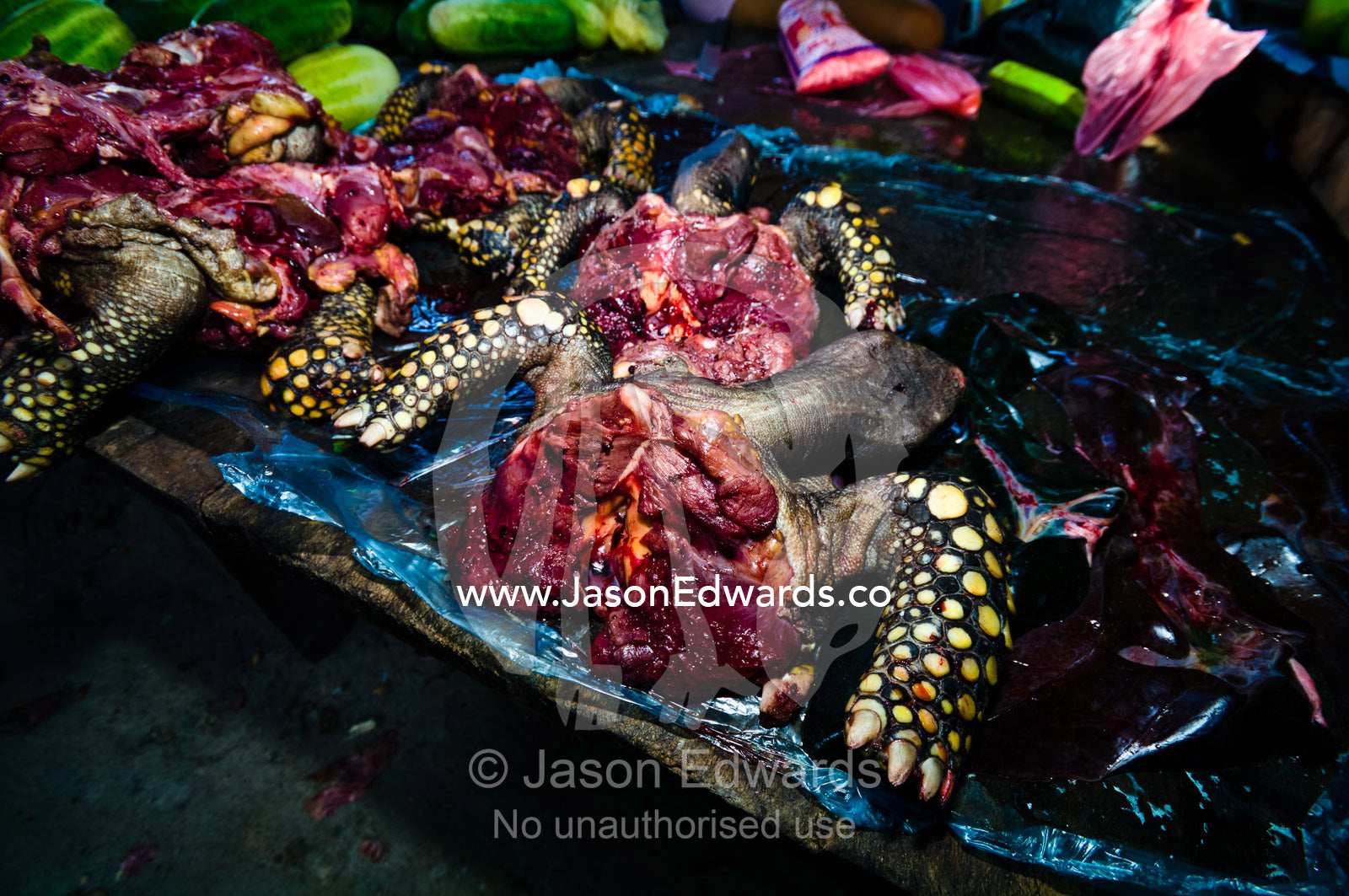 Vulnerable Yellow-footed Tortoise butchered for food in an Amazon River black market. Belen Market, Iquitos, Amazon Basin, Loreto Region, Maynas Province, Peru.