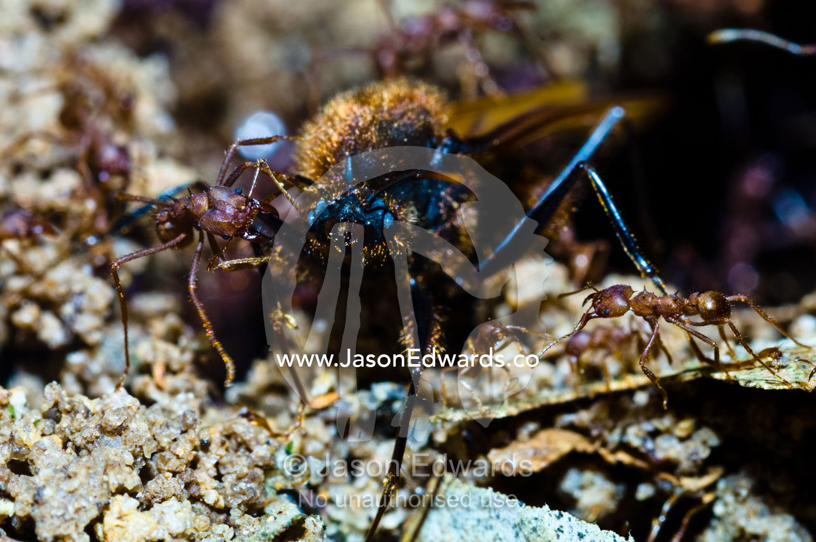 Leaf cutter ant soldiers attacking an alate to drive it from the nest for a nuptial flight. Parque de Quistococha, Quistococha Zoo, Iquitos, Amazon Basin, Loreto Region, Maynas Province, Peru.