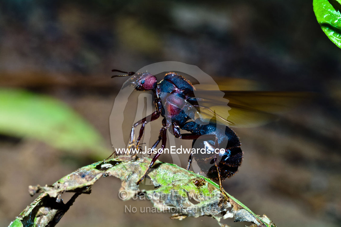 Leaf cutter ant alate queen beats her new wings as she leaves the colony for her nuptial flight. Parque de Quistococha, Quistococha Zoo, Iquitos, Amazon Basin, Loreto Region, Maynas Province, Peru.