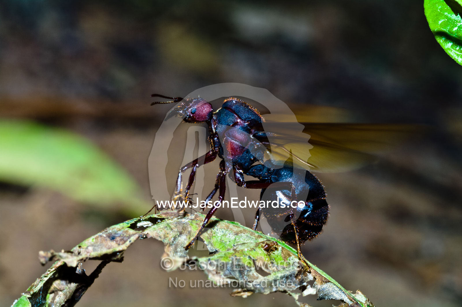 Leaf cutter ant alate queen beats her new wings as she leaves the colony for her nuptial flight. Parque de Quistococha, Quistococha Zoo, Iquitos, Amazon Basin, Loreto Region, Maynas Province, Peru.