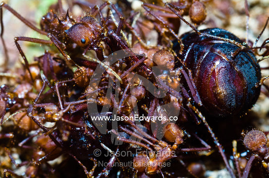 Leaf cutter ant soldiers attack and dismember a rival alate queen captured on her nuptial flight. Parque de Quistococha, Quistococha Zoo, Iquitos, Amazon Basin, Loreto Region, Maynas Province, Peru.