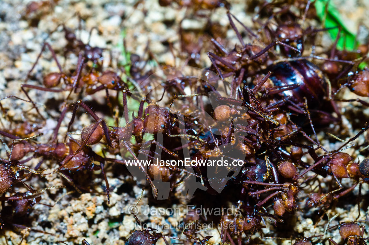 Leaf cutter ant soldiers attack and dismember a rival alate queen captured on her nuptial flight. Parque de Quistococha, Quistococha Zoo, Iquitos, Amazon Basin, Loreto Region, Maynas Province, Peru.