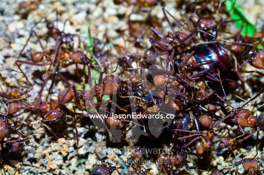 Leaf cutter ant soldiers attack and dismember a rival alate queen captured on her nuptial flight. Parque de Quistococha, Quistococha Zoo, Iquitos, Amazon Basin, Loreto Region, Maynas Province, Peru.