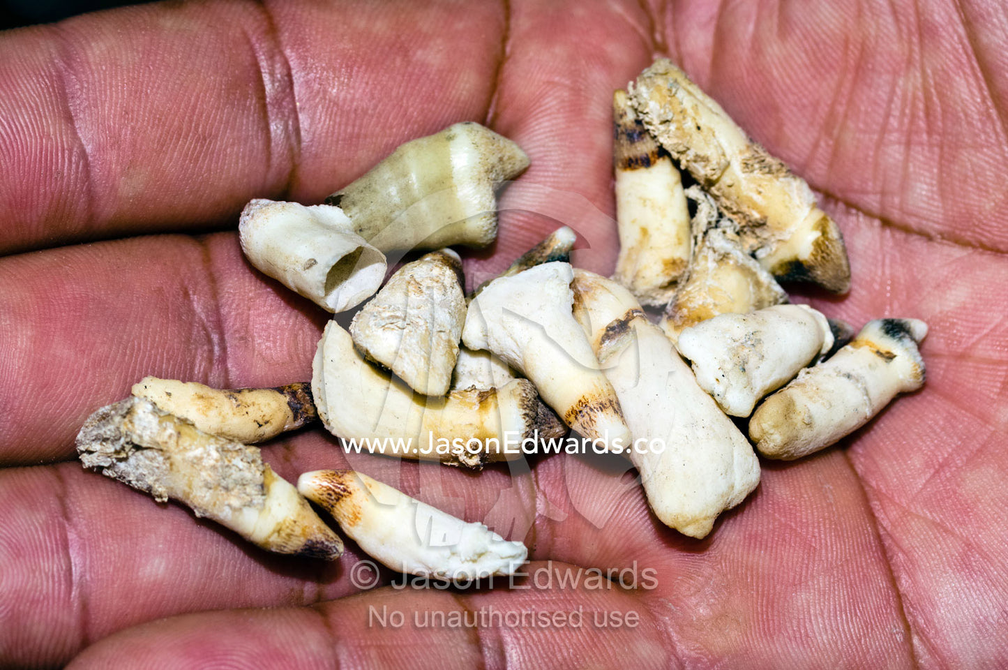 The teeth of a dead Caiman for sale as traditional medicine in an Amazon River town black market. Belen Market, Iquitos, Amazon Basin, Loreto Region, Maynas Province, Peru.