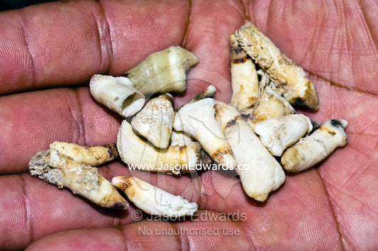 The teeth of a dead Caiman for sale as traditional medicine in an Amazon River town black market. Belen Market, Iquitos, Amazon Basin, Loreto Region, Maynas Province, Peru.
