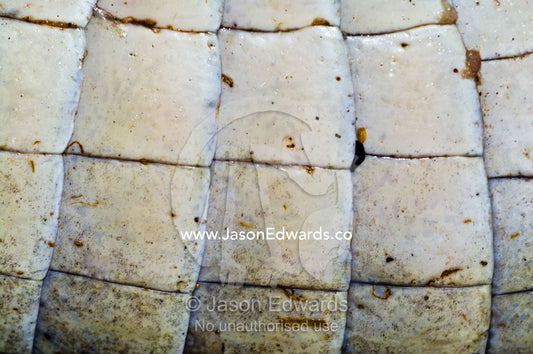 The leathery skin of a dead Black Caiman sold as meat and traditional medicine in a black market. Belen Market, Iquitos, Amazon Basin, Loreto Region, Maynas Province, Peru.