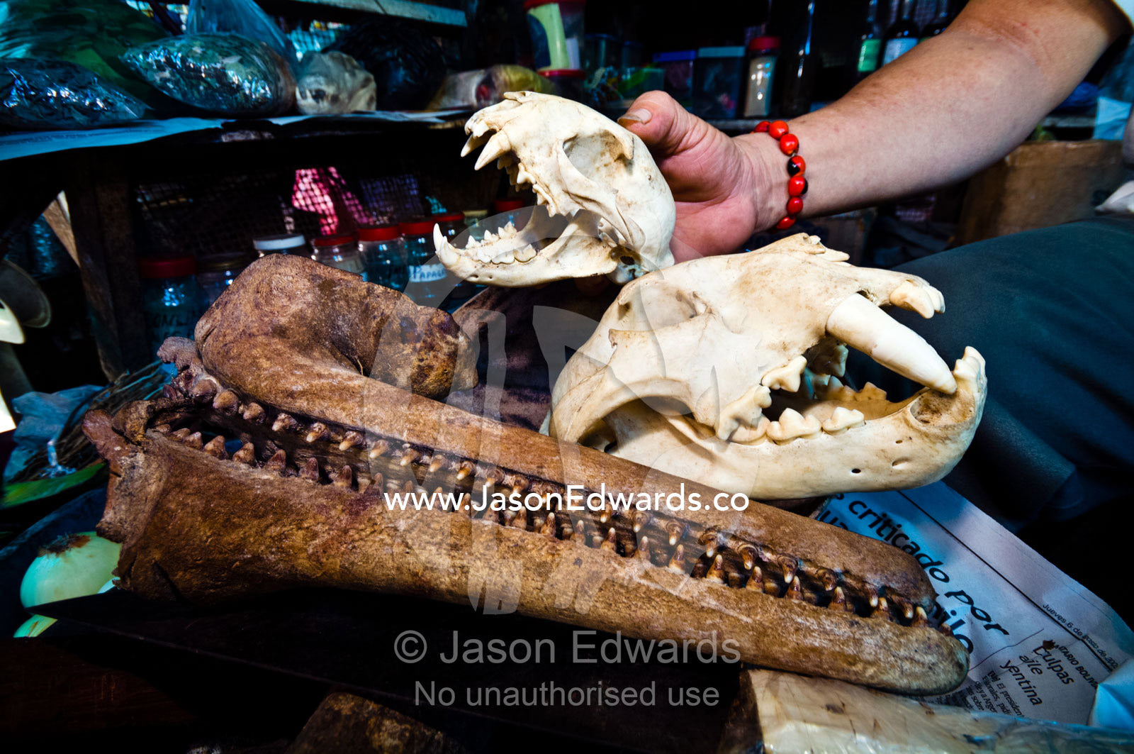 A shop owner displays Puma, Jaguar and River Dolphin skulls for sale for traditional medicine. Belen Market, Iquitos, Amazon Basin, Loreto Region, Maynas Province, Peru.