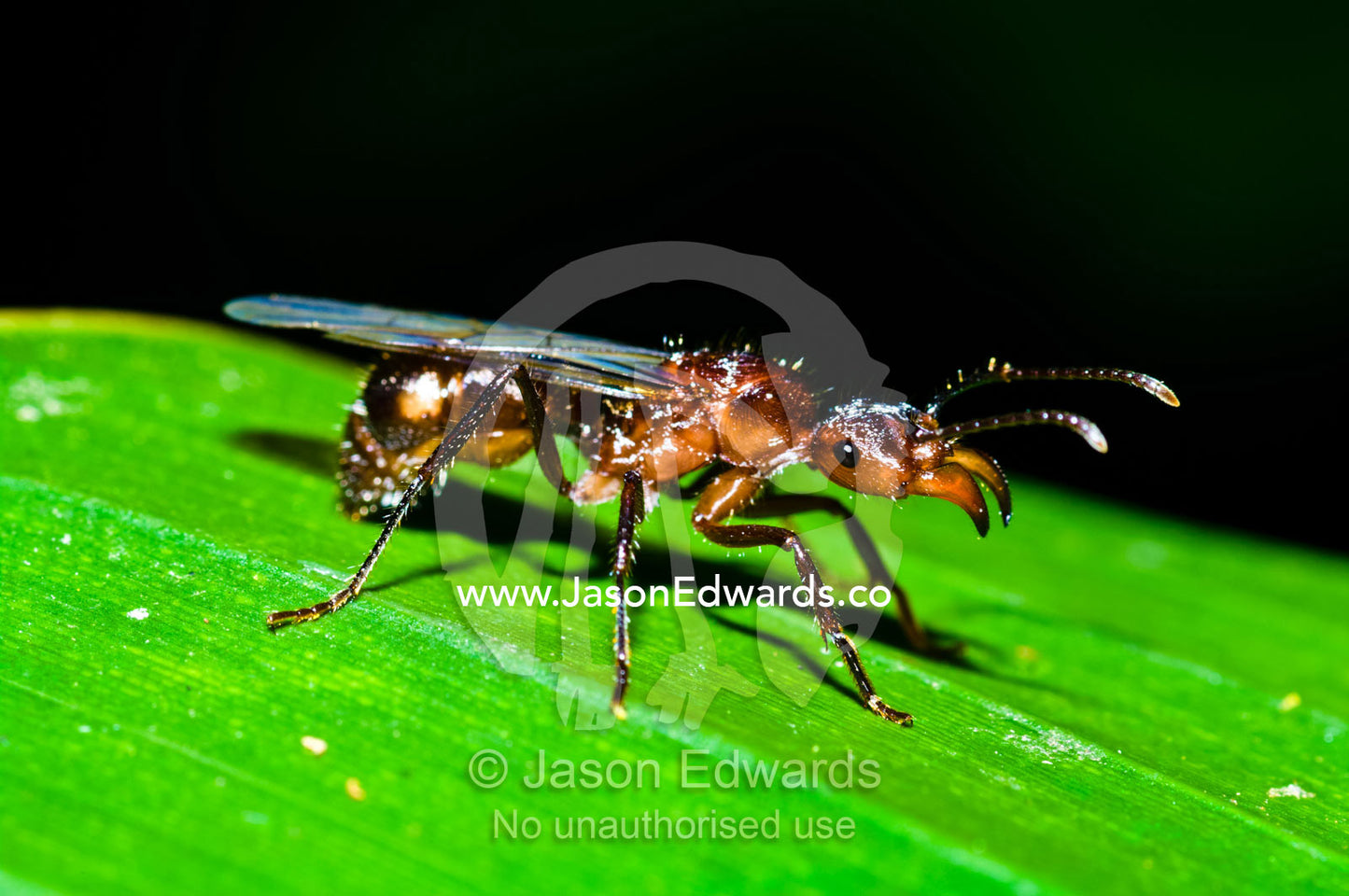 A winged ant known as an alate perched on an Amazon rainforest leaf during a nuptial flight. Parque de Quistococha, Quistococha Zoo, Iquitos, Amazon Basin, Loreto Region, Maynas Province, Peru.