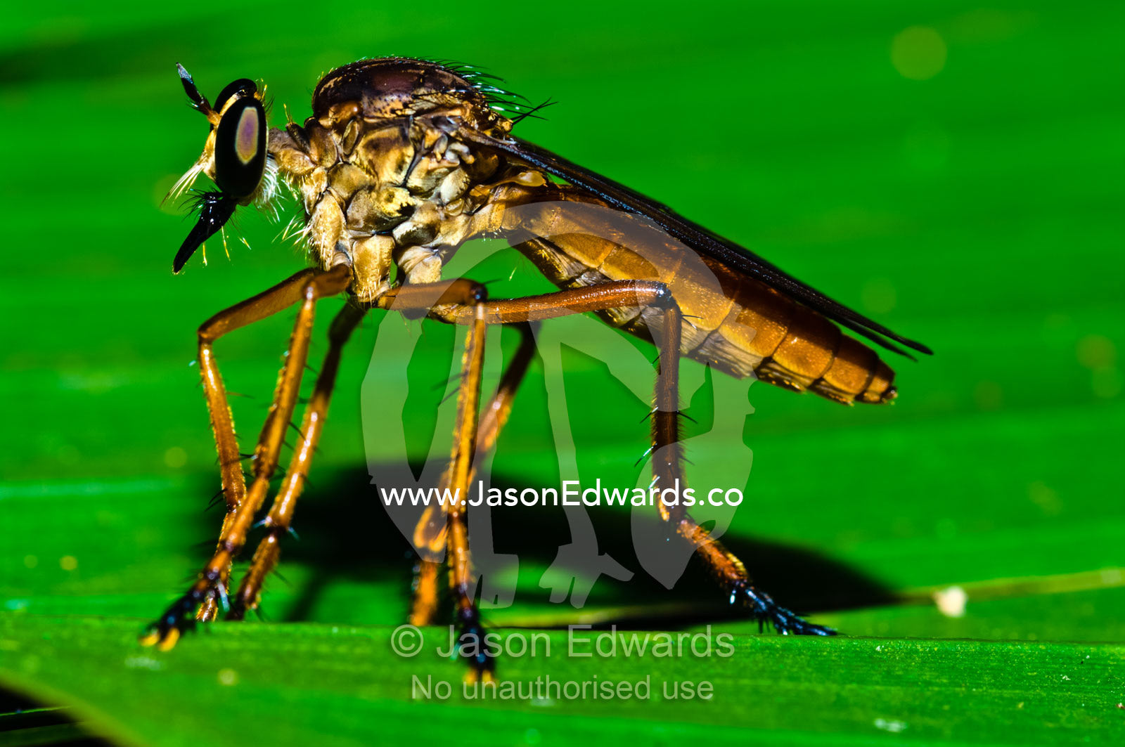 A Dagger Fly resting on a leaf in the Amazon rainforest. Parque de Quistococha, Quistococha Zoo, Iquitos, Amazon Basin, Loreto Region, Maynas Province, Peru.