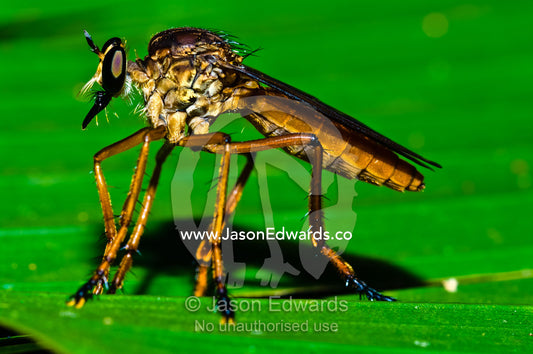 A Dagger Fly resting on a leaf in the Amazon rainforest. Parque de Quistococha, Quistococha Zoo, Iquitos, Amazon Basin, Loreto Region, Maynas Province, Peru.