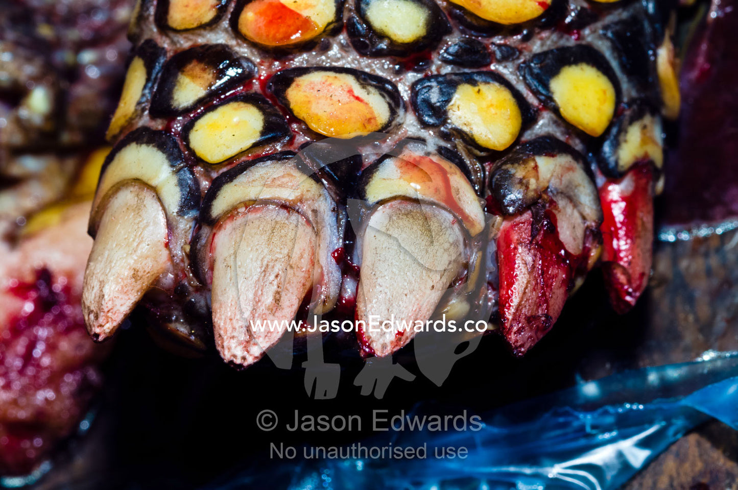 Blood on the toes of a Vulnerable Yellow-footed Tortoise butchered for food in a black market. Belen Market, Iquitos, Amazon Basin, Loreto Region, Maynas Province, Peru.