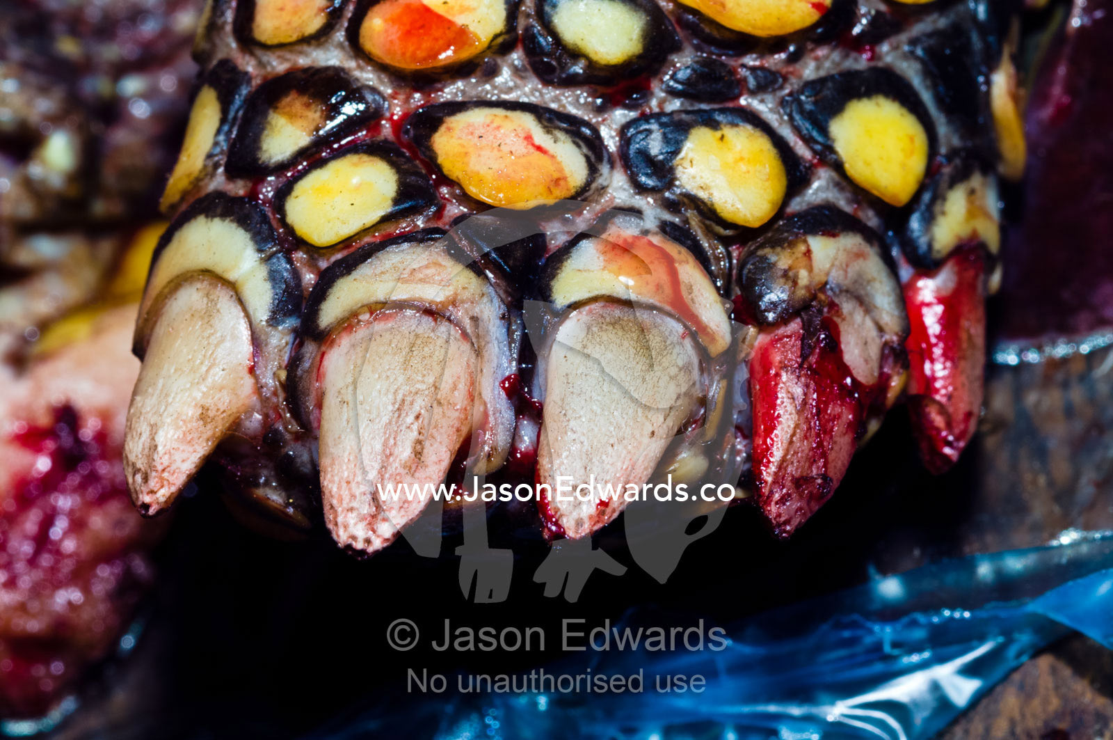 Blood on the toes of a Vulnerable Yellow-footed Tortoise butchered for food in a black market. Belen Market, Iquitos, Amazon Basin, Loreto Region, Maynas Province, Peru.