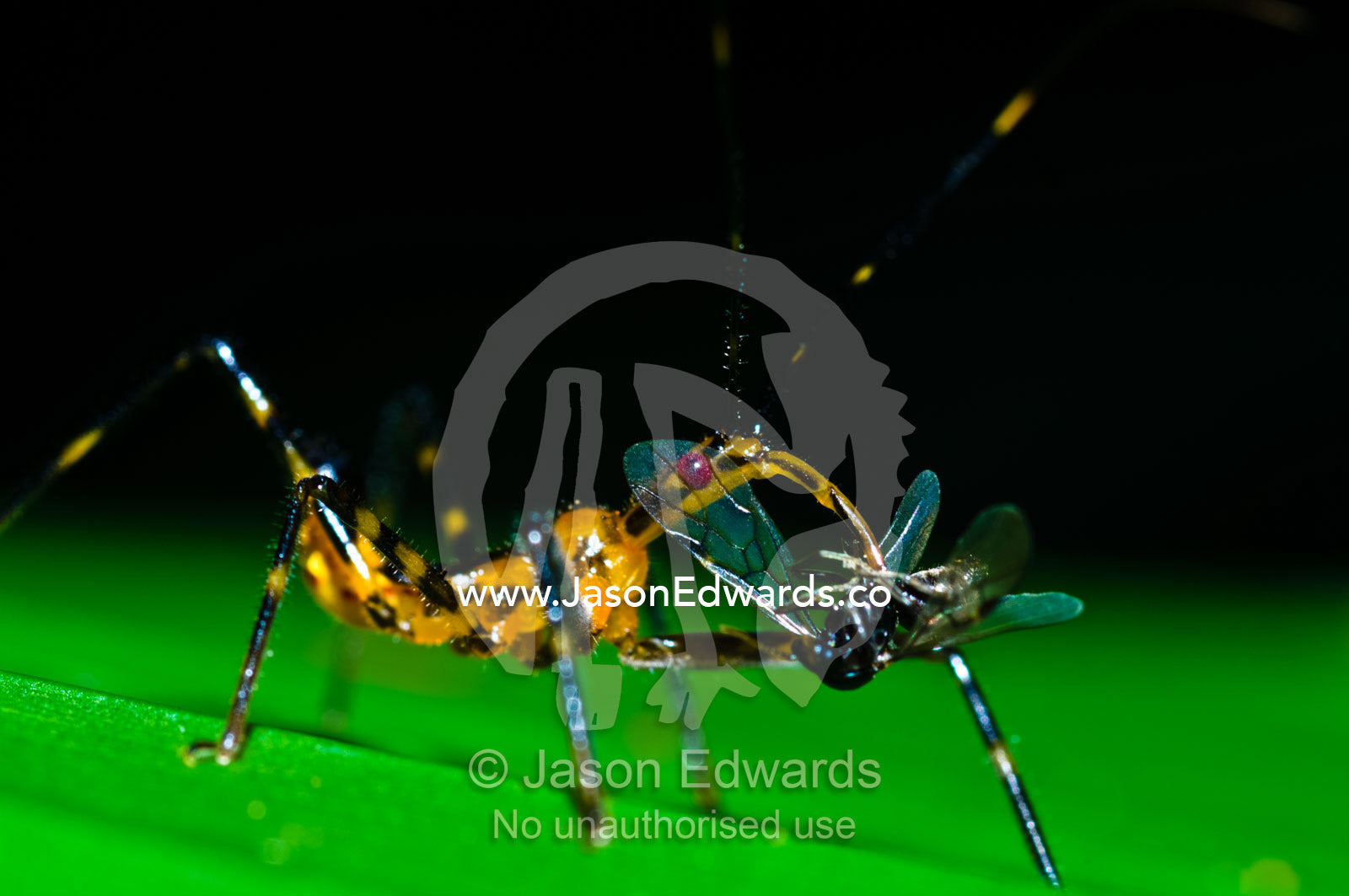 An Assassin Bug skewering a fly with it's sharp proboscis to drink the body fluids. Parque de Quistococha, Quistococha Zoo, Iquitos, Amazon Basin, Loreto Region, Maynas Province, Peru.