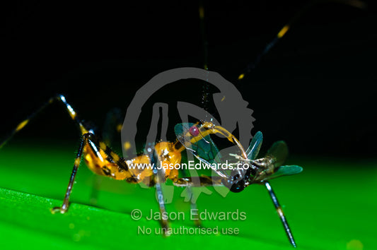An Assassin Bug skewering a fly with it's sharp proboscis to drink the body fluids. Parque de Quistococha, Quistococha Zoo, Iquitos, Amazon Basin, Loreto Region, Maynas Province, Peru.